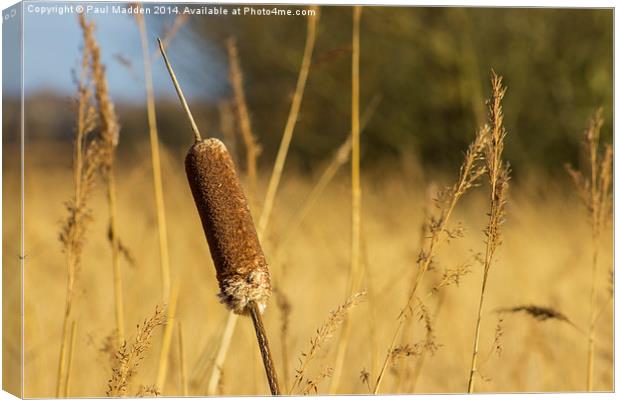 Bulrushes in the long grass Canvas Print by Paul Madden