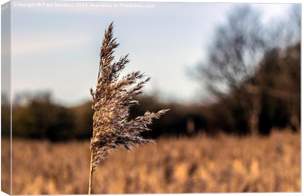 Long grass in the meadow Canvas Print by Paul Madden