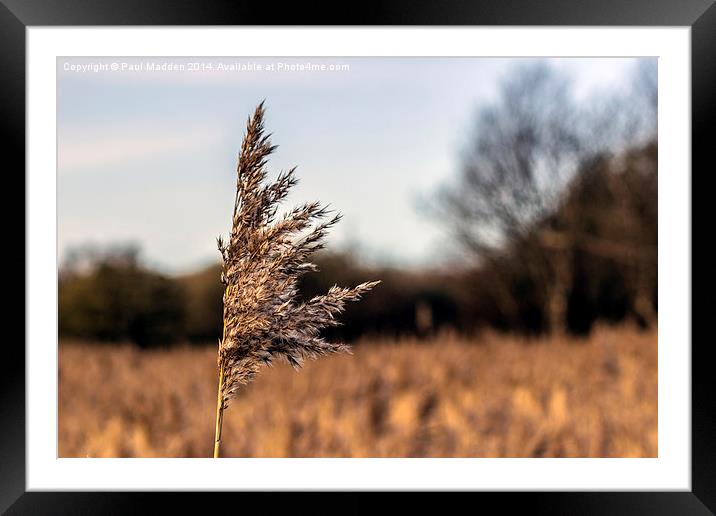 Long grass in the meadow Framed Mounted Print by Paul Madden