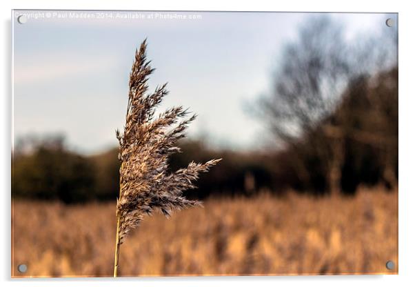 Long grass in the meadow Acrylic by Paul Madden