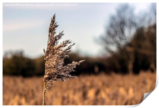 Long grass in the meadow Print by Paul Madden