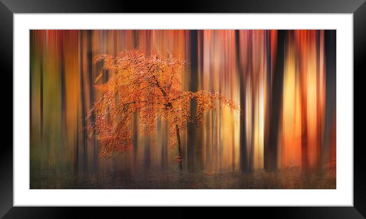 Autumn Woodland Abstract Framed Mounted Print by Ceri Jones