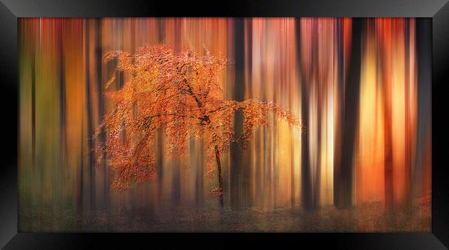 Autumn Woodland Abstract Framed Print by Ceri Jones