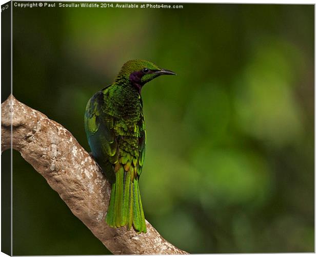 Emerald Starling Canvas Print by Paul Scoullar