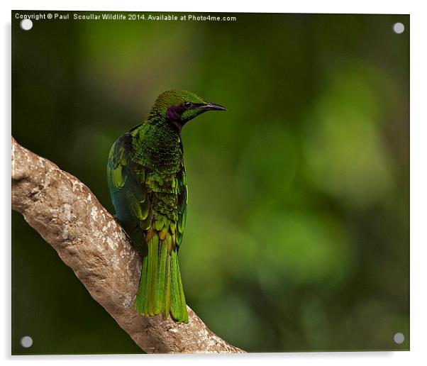 Emerald Starling Acrylic by Paul Scoullar