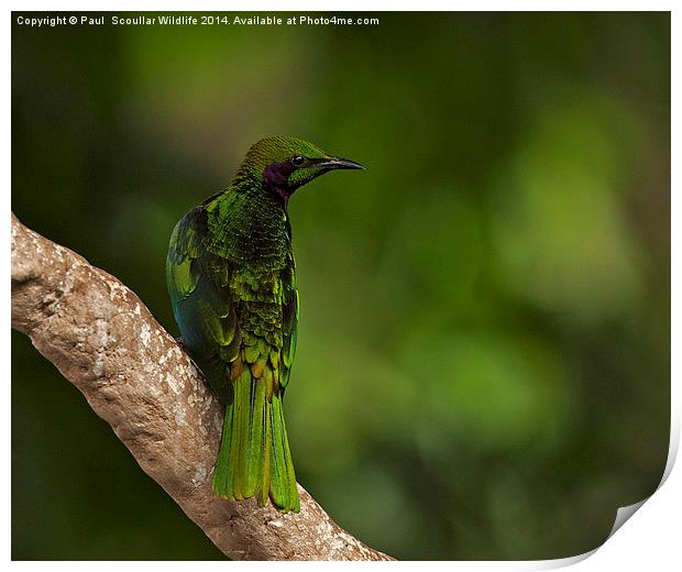 Emerald Starling Print by Paul Scoullar