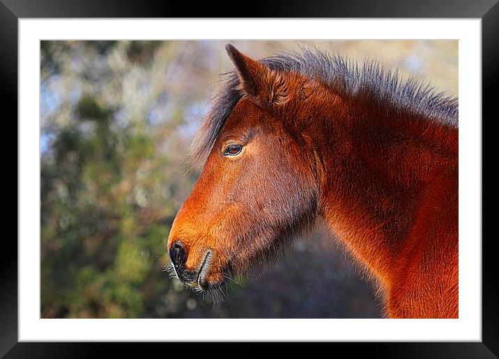 New Forest Pony Framed Mounted Print by John Davies