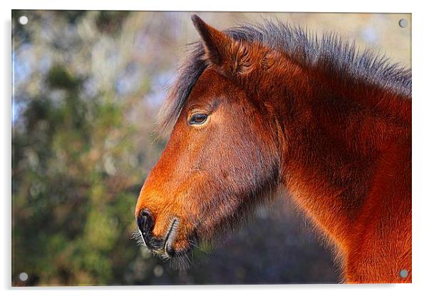 New Forest Pony Acrylic by John Davies