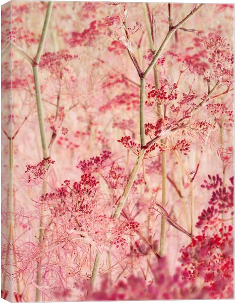 pink mist Canvas Print by Heather Newton