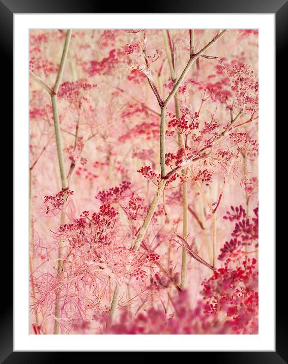 pink mist Framed Mounted Print by Heather Newton