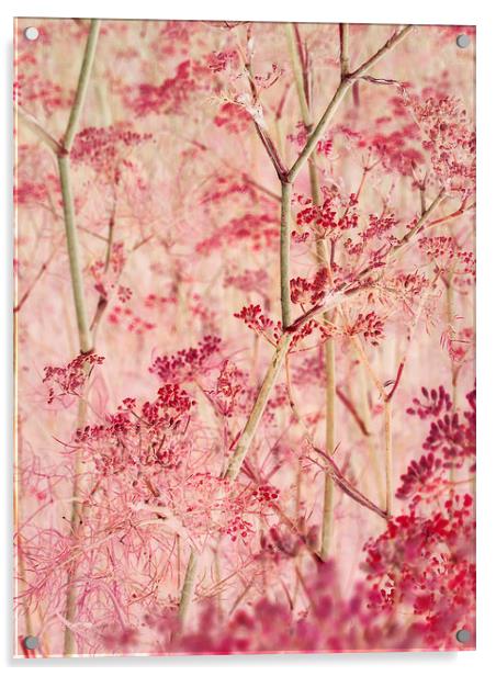 pink mist Acrylic by Heather Newton