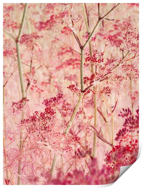 pink mist Print by Heather Newton