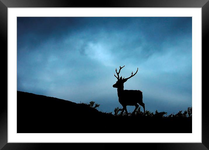 Stag silhouette Framed Mounted Print by Macrae Images