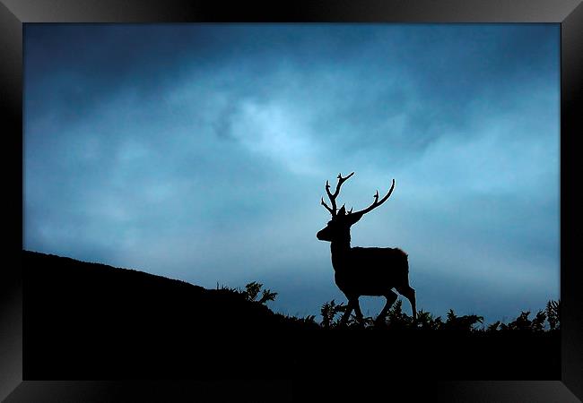 Stag silhouette Framed Print by Macrae Images