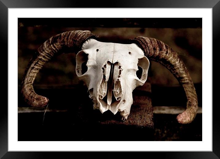 Sheep Skull Framed Mounted Print by Kelvin Brownsword