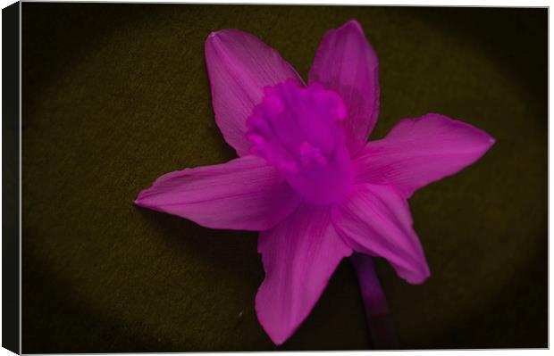 Pink Daffodil.. Canvas Print by Ben Kirby