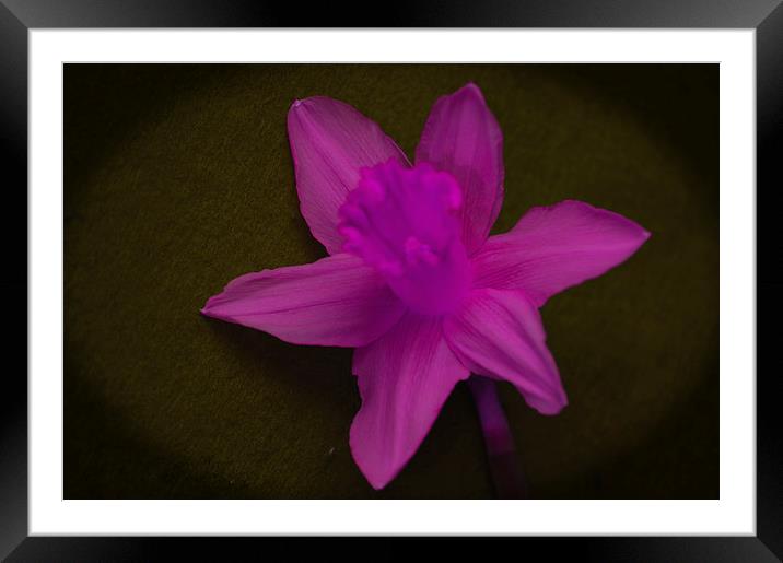 Pink Daffodil.. Framed Mounted Print by Ben Kirby