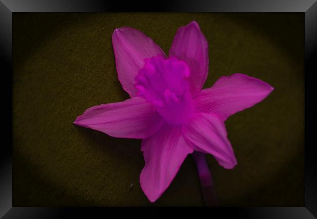 Pink Daffodil.. Framed Print by Ben Kirby
