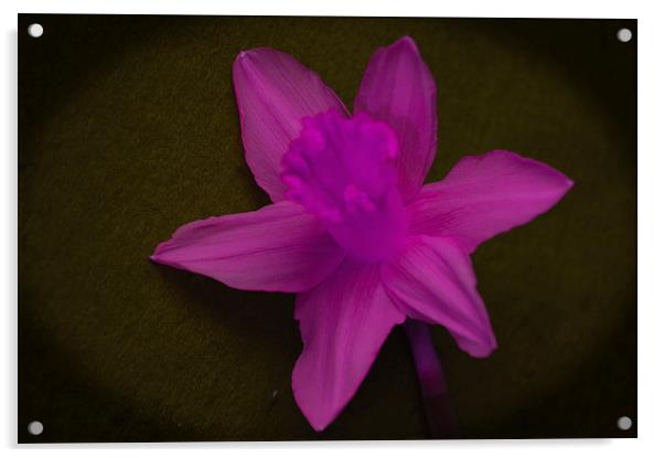 Pink Daffodil.. Acrylic by Ben Kirby