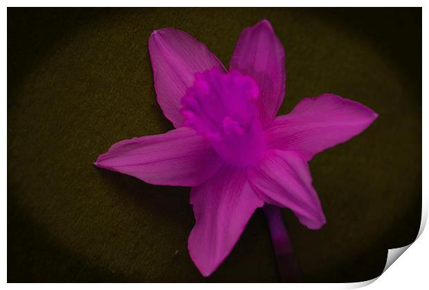 Pink Daffodil.. Print by Ben Kirby