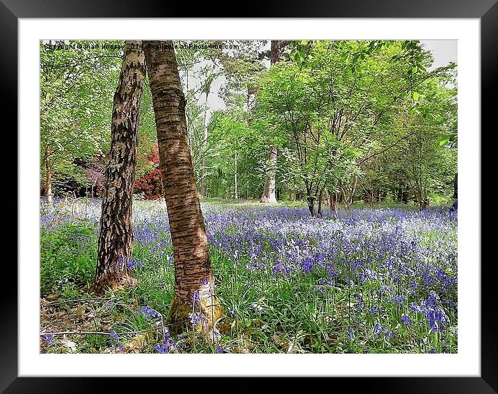 bluebell woods Framed Mounted Print by mark lindsay