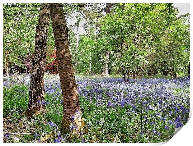 bluebell woods Print by mark lindsay