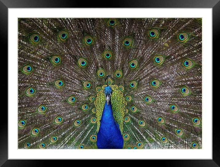 Majestic Display Framed Mounted Print by Alan Tunnicliffe