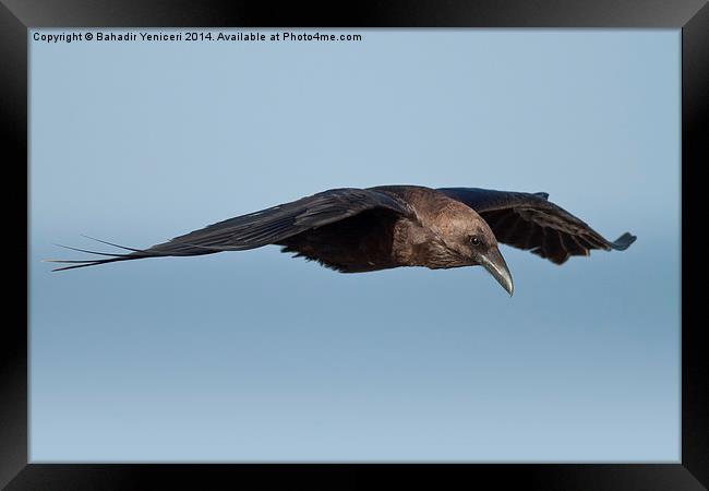 Gliding Crow Framed Print by Bahadir Yeniceri