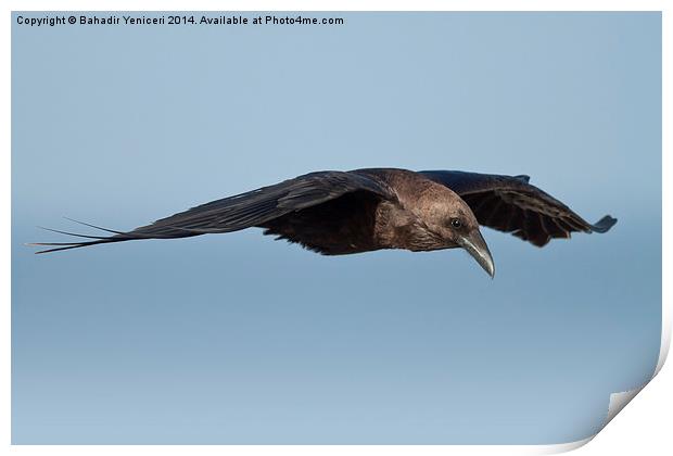Gliding Crow Print by Bahadir Yeniceri