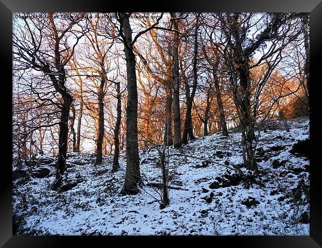 North Devon Woods Framed Print by James Thomas