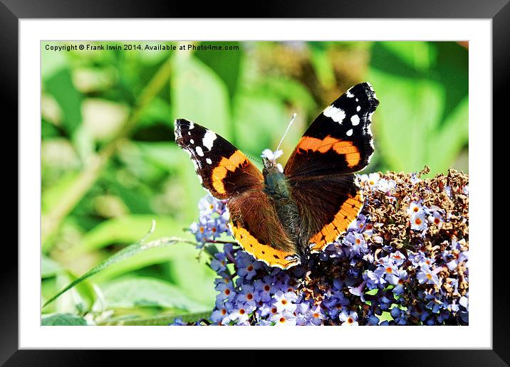 The beautiful Red Admiral Butterfly Framed Mounted Print by Frank Irwin