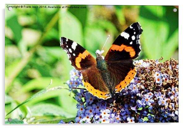 The beautiful Red Admiral Butterfly Acrylic by Frank Irwin
