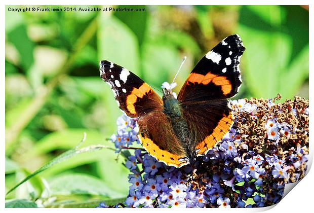 The beautiful Red Admiral Butterfly Print by Frank Irwin