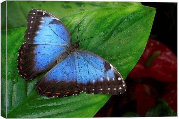 blue morpho and red anthuriums Canvas Print by Heather Newton