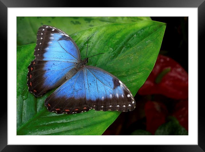 blue morpho and red anthuriums Framed Mounted Print by Heather Newton