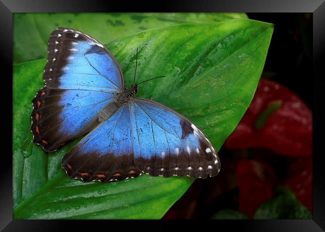 blue morpho and red anthuriums Framed Print by Heather Newton