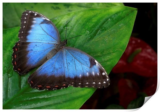 blue morpho and red anthuriums Print by Heather Newton