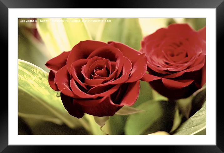 The Rose Framed Mounted Print by Thanet Photos