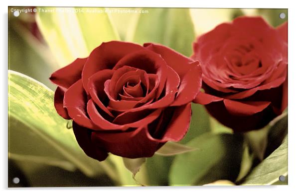 The Rose Acrylic by Thanet Photos