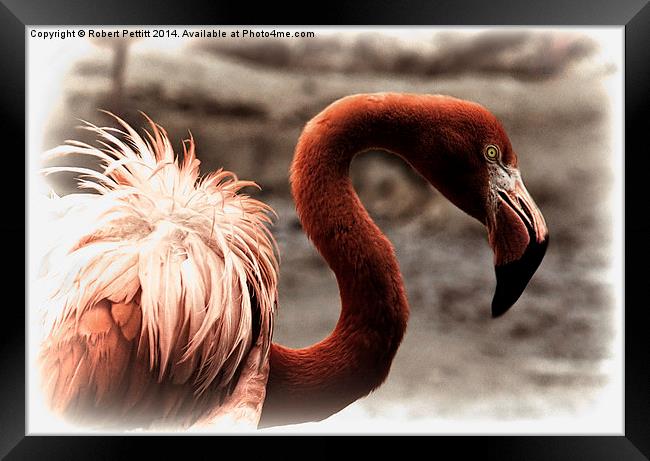 Flamingo Portrait Framed Print by Robert Pettitt