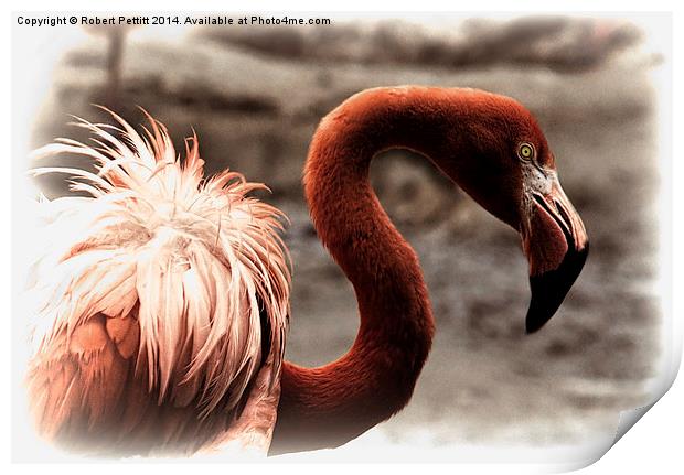 Flamingo Portrait Print by Robert Pettitt