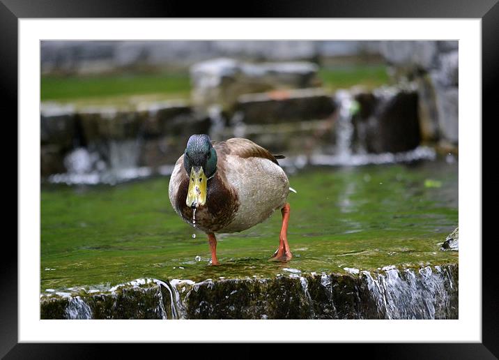 London Duck Framed Mounted Print by lauren whiting