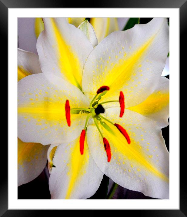Bright Flower Framed Mounted Print by lauren whiting