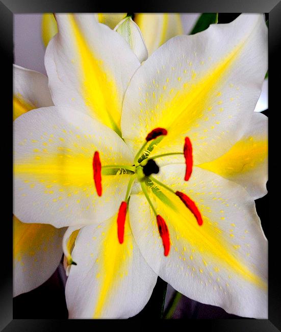 Bright Flower Framed Print by lauren whiting
