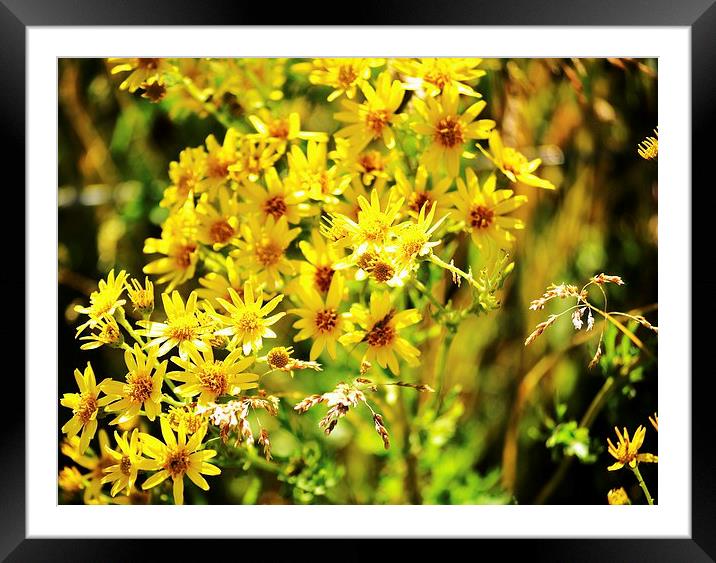 Yellow Flowers Framed Mounted Print by lauren whiting