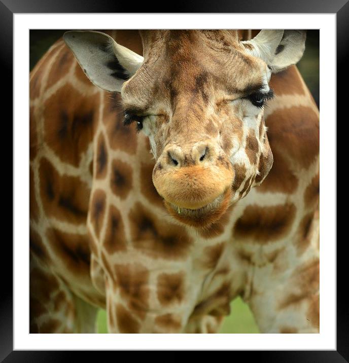 Giraffe Face Framed Mounted Print by lauren whiting