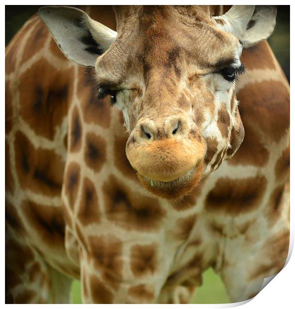 Giraffe Face Print by lauren whiting