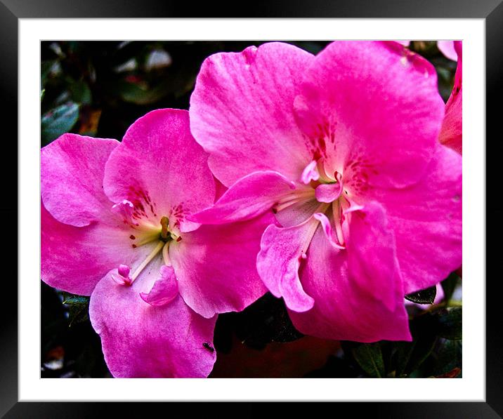A pink flower Framed Mounted Print by Flavia Ferreira
