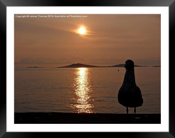 Seagull Sunset Isles Of Scilly. Framed Mounted Print by James Thomas