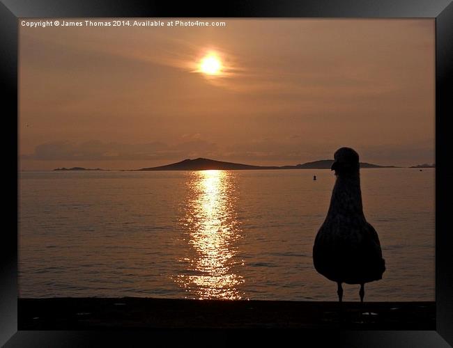 Seagull Sunset Isles Of Scilly. Framed Print by James Thomas